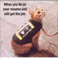 Cat Memes
